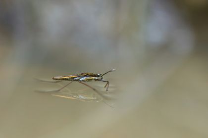 Virus West Nile, riunione operativa per intensificare le misure di prevenzione e disinfestazione