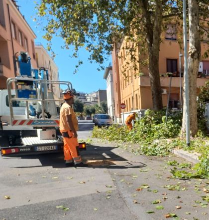 Tagliati in centro gli alberi malati e a rischio caduta, Carnevale: “Tutelata la pubblica incolumità” Tagliati in centro gli alberi malati e a rischio caduta, Carnevale: “Tutelata la pubblica incolumità”