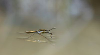 zanzara